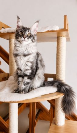 =^..^=Traumhaft schöne extrem verschmustes Maine Coon kitten mit Stammbaum aus seriöser Zucht =^..^=