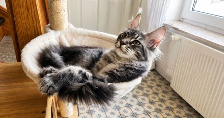=^..^=Traumhaft schöne extrem verschmustes Maine Coon kitten mit Stammbaum aus seriöser Zucht =^..^=