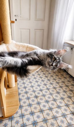 =^..^=Traumhaft schöne extrem verschmustes Maine Coon kitten mit Stammbaum aus seriöser Zucht =^..^=