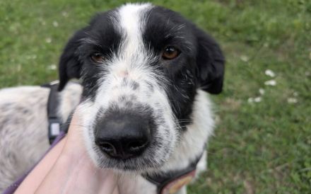 Zauberhafte Flurry sucht liebevolles Zuhause