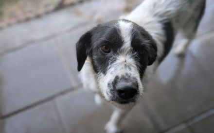 Zauberhafte Flurry sucht liebevolles Zuhause
