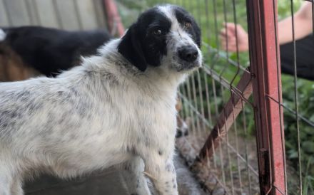 Zauberhafte Flurry sucht liebevolles Zuhause