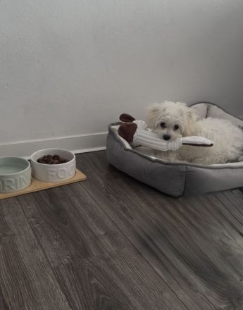 Malteser Welpe Barfi sucht liebevolles Zuhause
