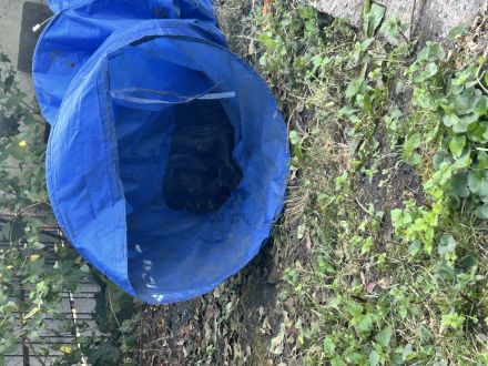 Presa Canario Welpen mit abstammung