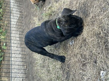 Presa Canario Welpen mit abstammung