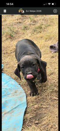 Presa Canario Welpen mit abstammung