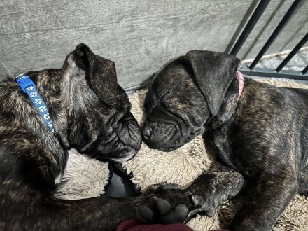 Presa Canario Welpen mit abstammung
