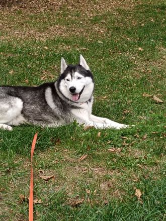 Husky