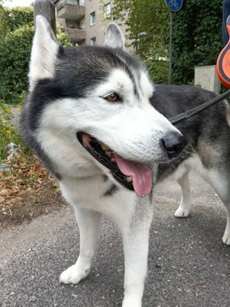 Husky