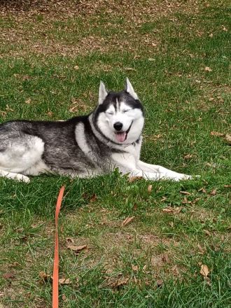 Husky