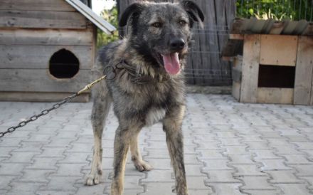 Menschenbezogener Sir Toby sucht liebevolles Zuhause