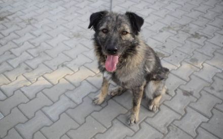 Menschenbezogener Sir Toby sucht liebevolles Zuhause