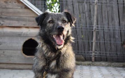 Menschenbezogener Sir Toby sucht liebevolles Zuhause