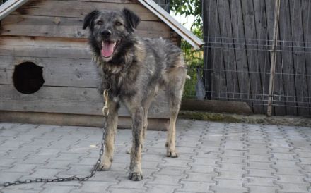 Menschenbezogener Sir Toby sucht liebevolles Zuhause