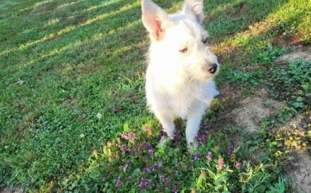 Herzensbrecher Idefix sucht liebevolles Zuhause