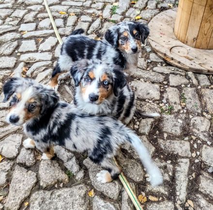 Berner Sheperds vom Lindenhof ( Hybridhunderasse)