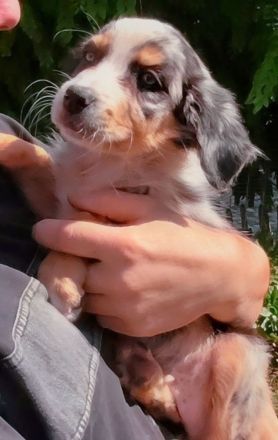 Berner Sheperds vom Lindenhof ( Hybridhunderasse)