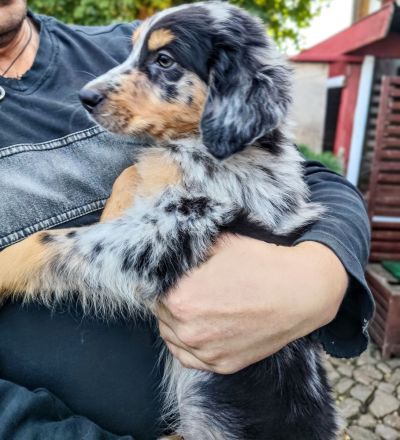 Berner Sheperds vom Lindenhof ( Hybridhunderasse)