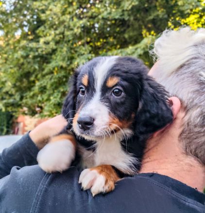 Berner Sheperds vom Lindenhof ( Hybridhunderasse)