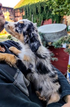 Berner Sheperds vom Lindenhof ( Hybridhunderasse)