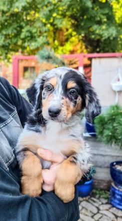 Berner Sheperds vom Lindenhof ( Hybridhunderasse)