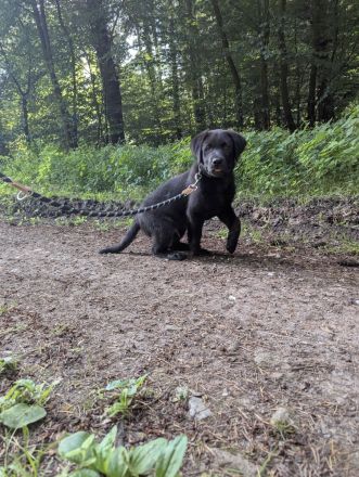 Labradorwelpe Rüde 13 Wochen alt