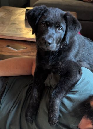 Labradorwelpe Rüde 13 Wochen alt