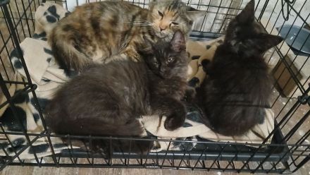 Kleiner schwarzer Maine-coon Kater