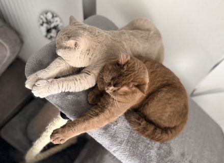 BKH Kater lilac 10 Monate alt