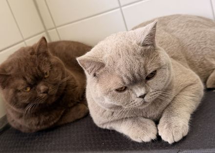 BKH Kater lilac 10 Monate alt