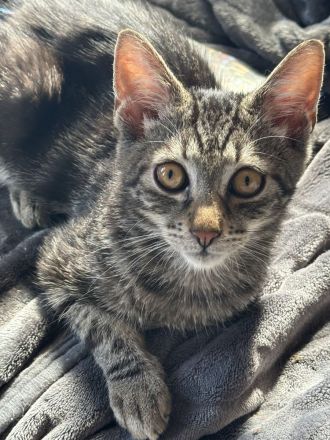 Maine Coon Mischlinge