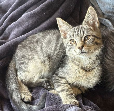 Maine Coon Mischlinge