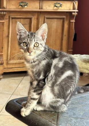 Maine Coon Mischlinge