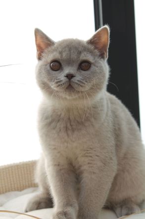 BKH Kitten mit Stammbaum Kater