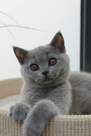 BKH Kitten mit Stammbaum Kater