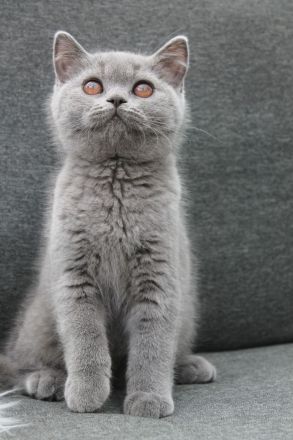 BKH Kitten mit Stammbaum Kater