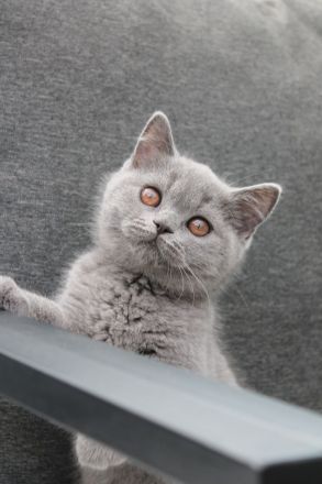 BKH Kitten mit Stammbaum Kater