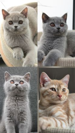 BKH Kitten mit Stammbaum Kater
