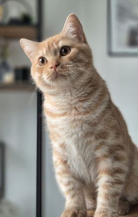 BKH Kitten mit Stammbaum Kater
