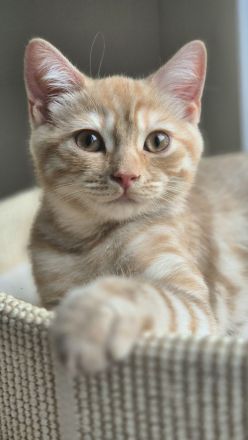 BKH Kitten mit Stammbaum Kater