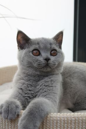 BKH Kitten mit Stammbaum Kater