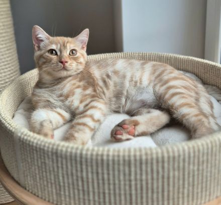 BKH Kitten mit Stammbaum Kater
