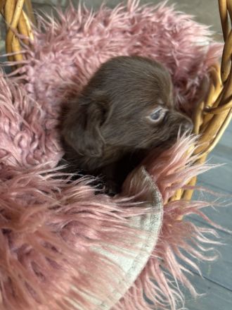 Zwergdackel -Chihuahua Welpen zu verkaufen