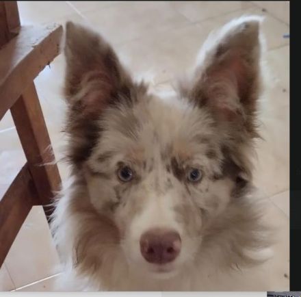 ❤️ Reinrassige Border-Collie-Hündin Lynka – Lilac Merle – mit RSCE/LOE-Ahnentafel