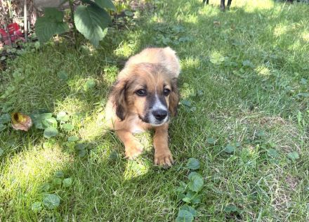 Willi sucht ein Zuhause