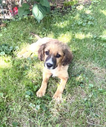 Willi sucht ein Zuhause