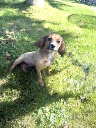 Willi sucht ein Zuhause