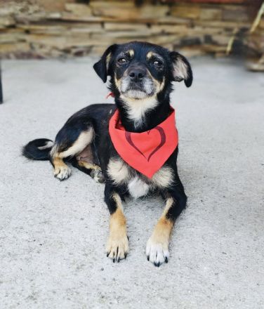 Pinscher Mix Gabi