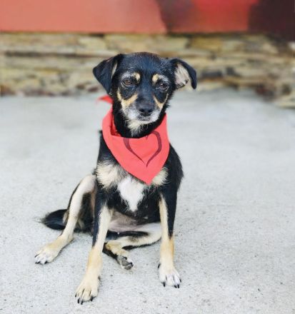 Pinscher Mix Gabi