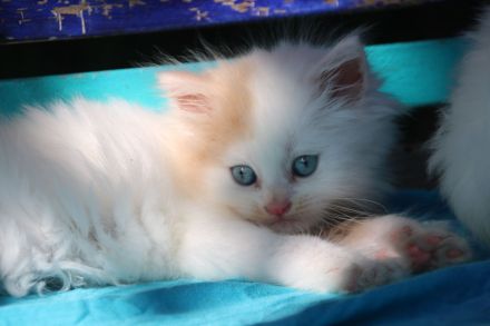 Sibirische Waldkatzen, Kitten, Katzenbaby, Kater, Katze